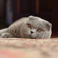 /album/felinos/scottish-fold-copia-jpg/